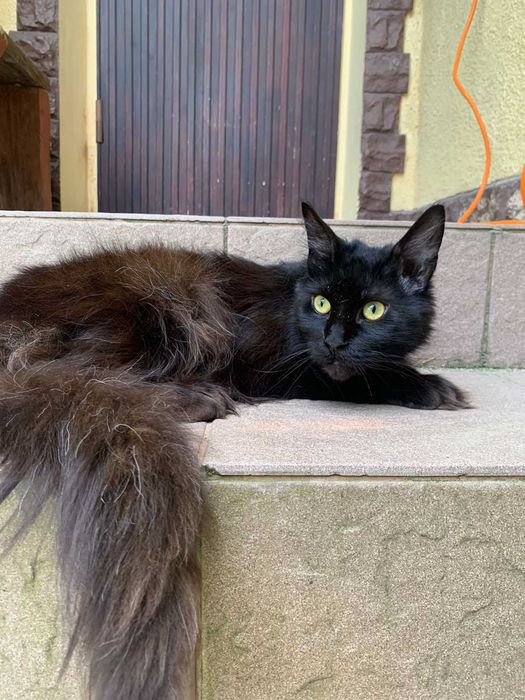 Мейкуночка  красотка