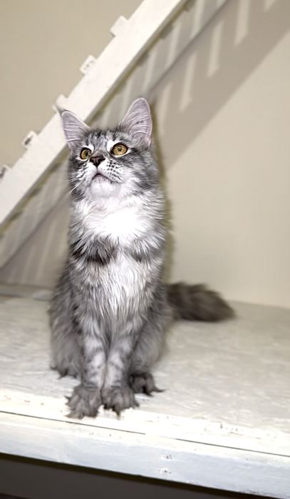 Срібна красуня мейн-кун з розплідника