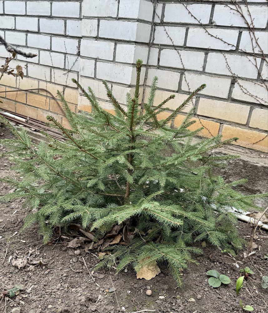 Ялинка з Закарпаття