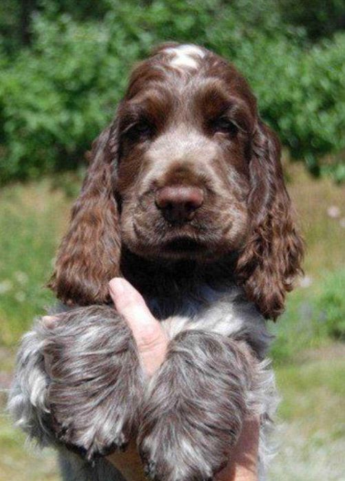 Cocker Spaniel Inglês  MACHO CHOCOLATE  RUÃO com LOP e AFIXO