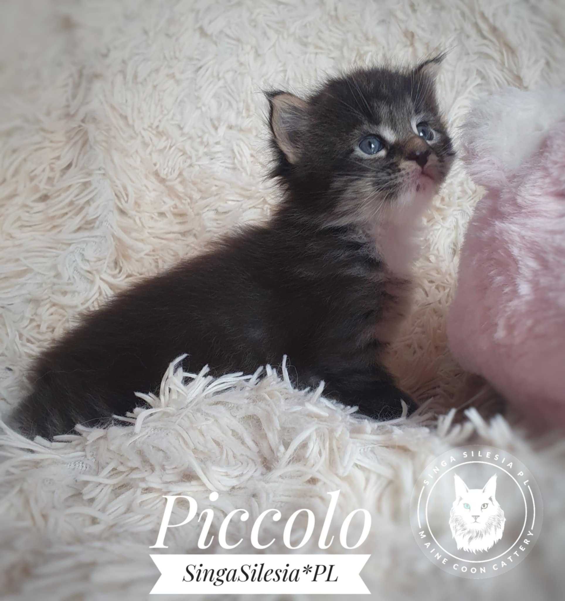 Piccolo kocurek Maine Coon z rodowodem FPL/FIFe