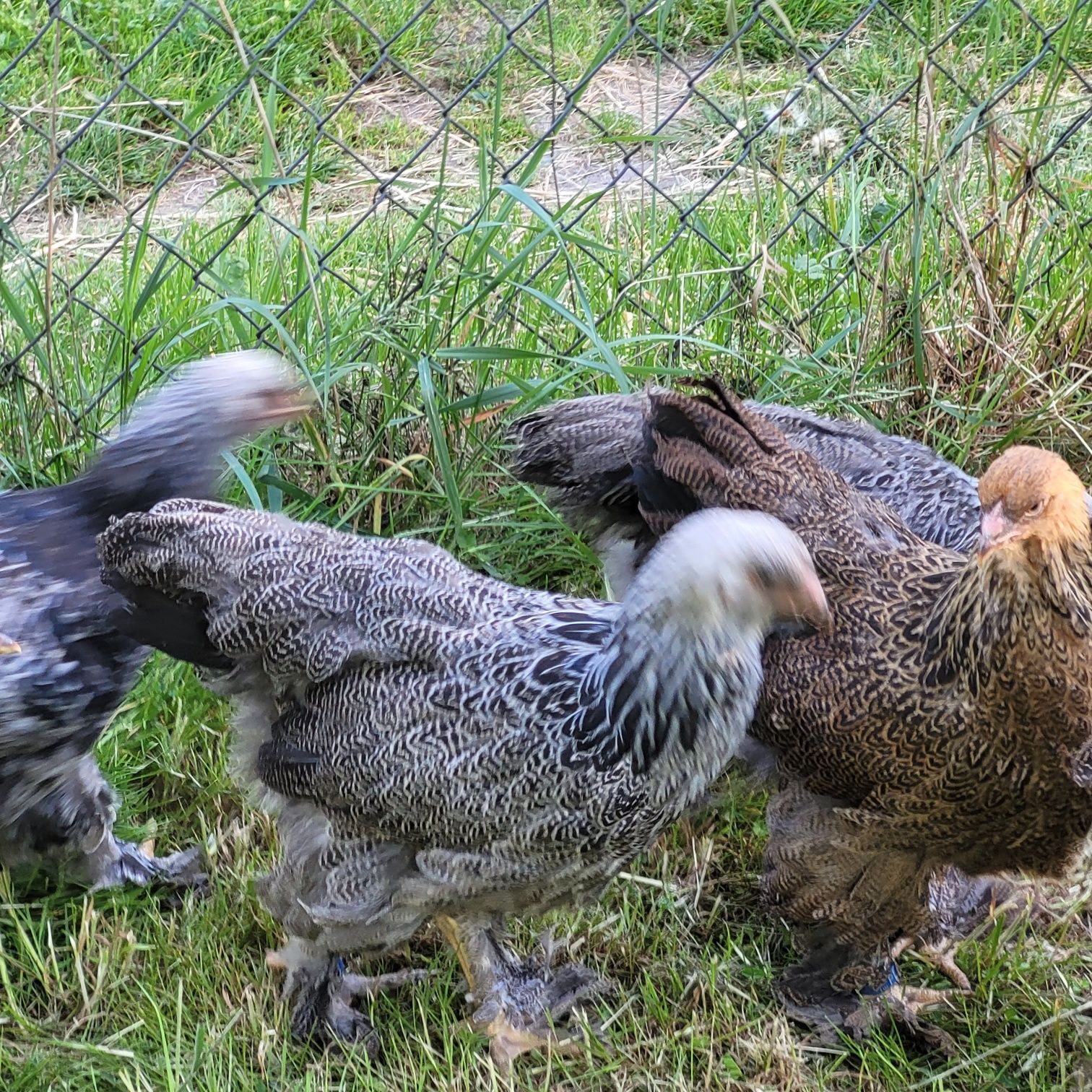 Parki brahmy srebrnej/brunatnej(kuropatwiatnej)