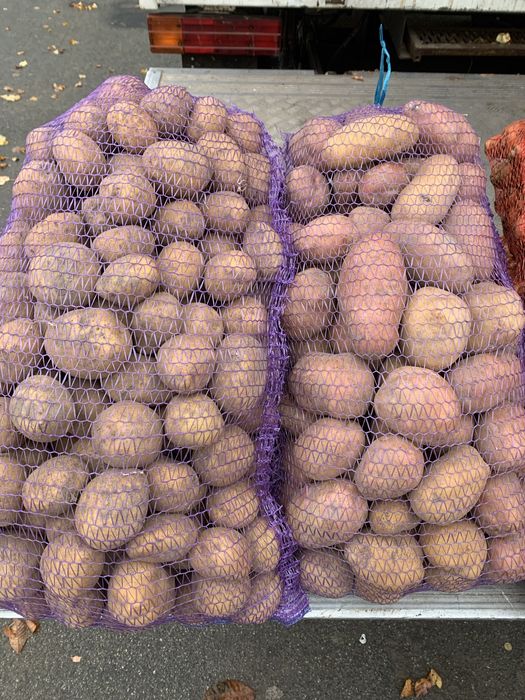 Продам картоплю картошку с доставкою під будинок 16гр від 200 кг-14 гр