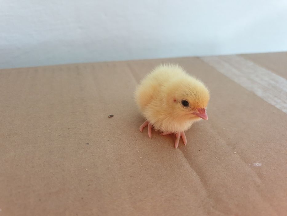 Перепілки добові