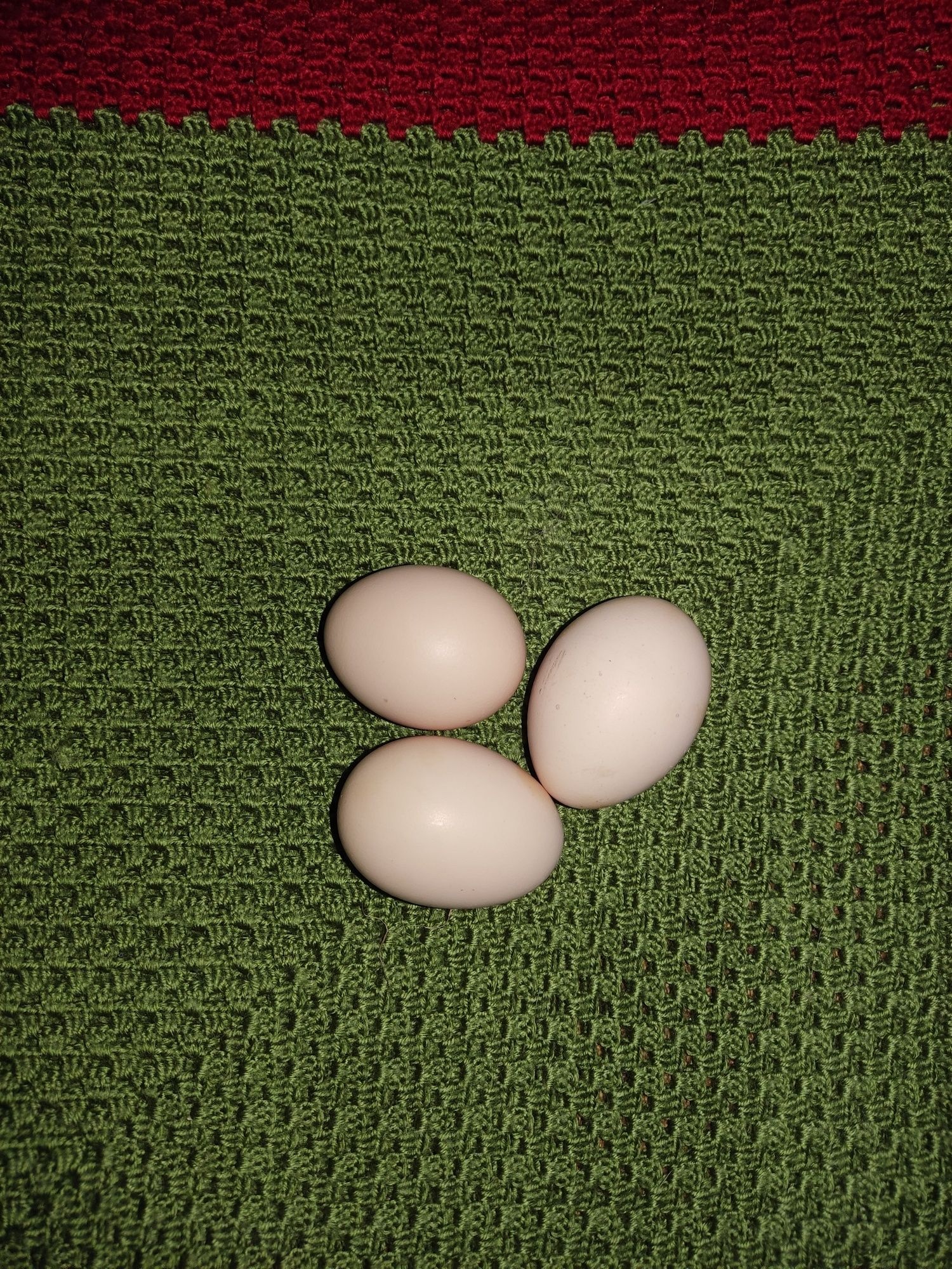 Інкубаційні яйця курей породи Адлер