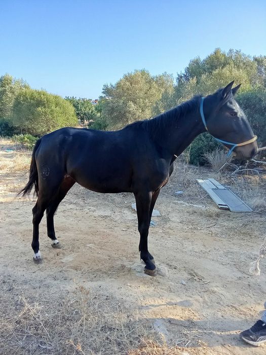 Poldra com 3 anos livro azul