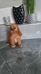 Cavapoo szczeniak
