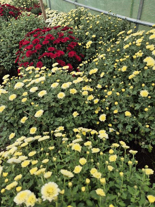 Chryzantemy złociste