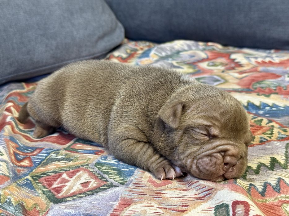 Шоколадний Хлопчик Покет