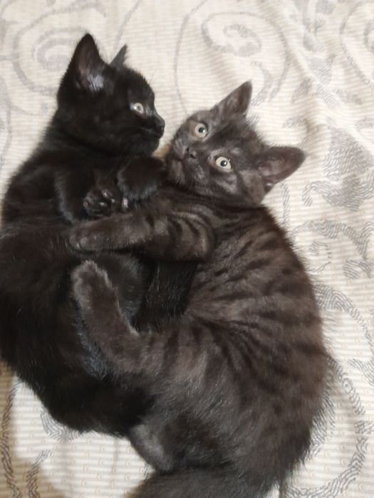 Шотландські дівчата чистокровні