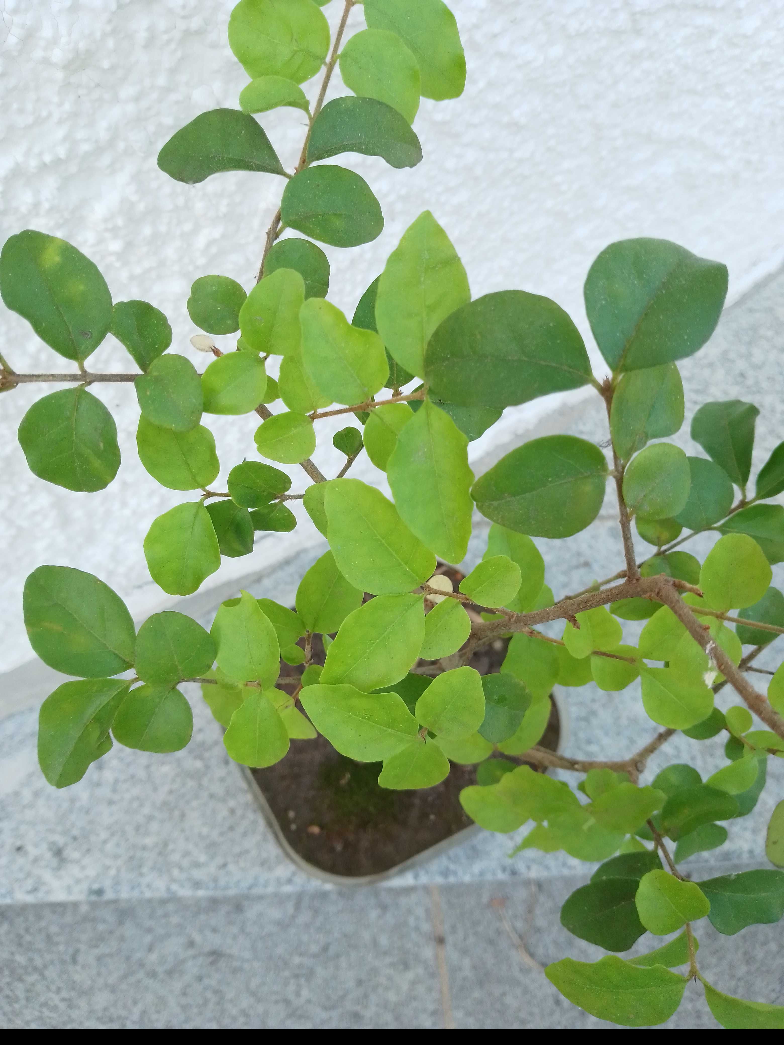 Bonsai Ligustrum com mais de 4 anos