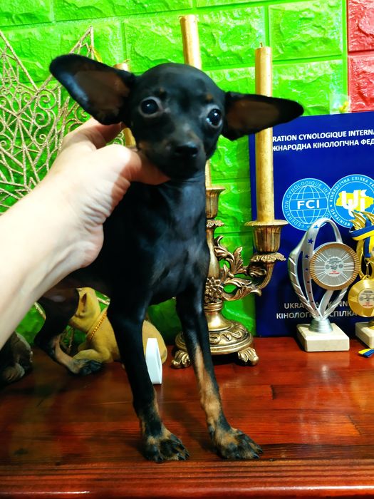 Красивый ч/п мальчик! Мини! 6мес. ОтЧемпионов! Док.КСУ,чип,полн.привит