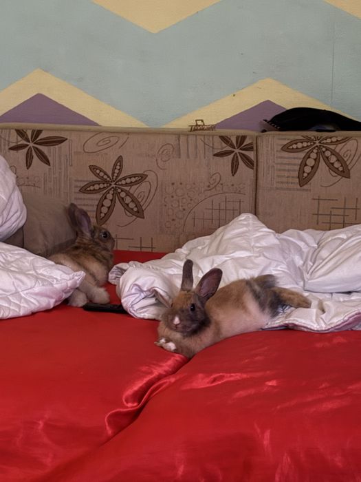 Кролики домашние декоративные, мини малыши