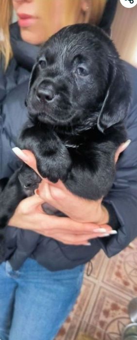 Бронь та продаж Офіційний розплідник Лабрадор Ретрівер цуценята