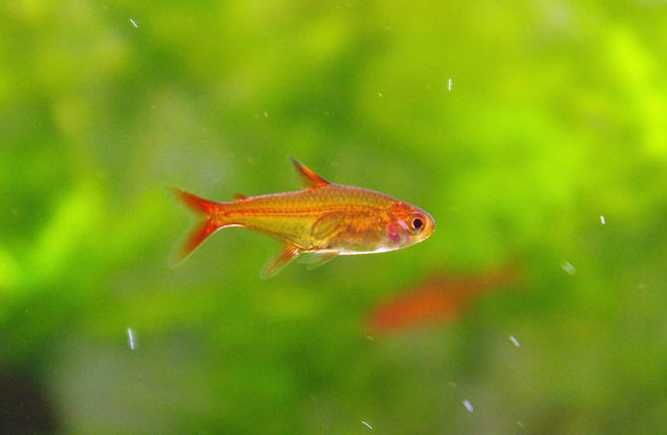 Zwinnik bystrzyk amandy - Rybki do akwarium