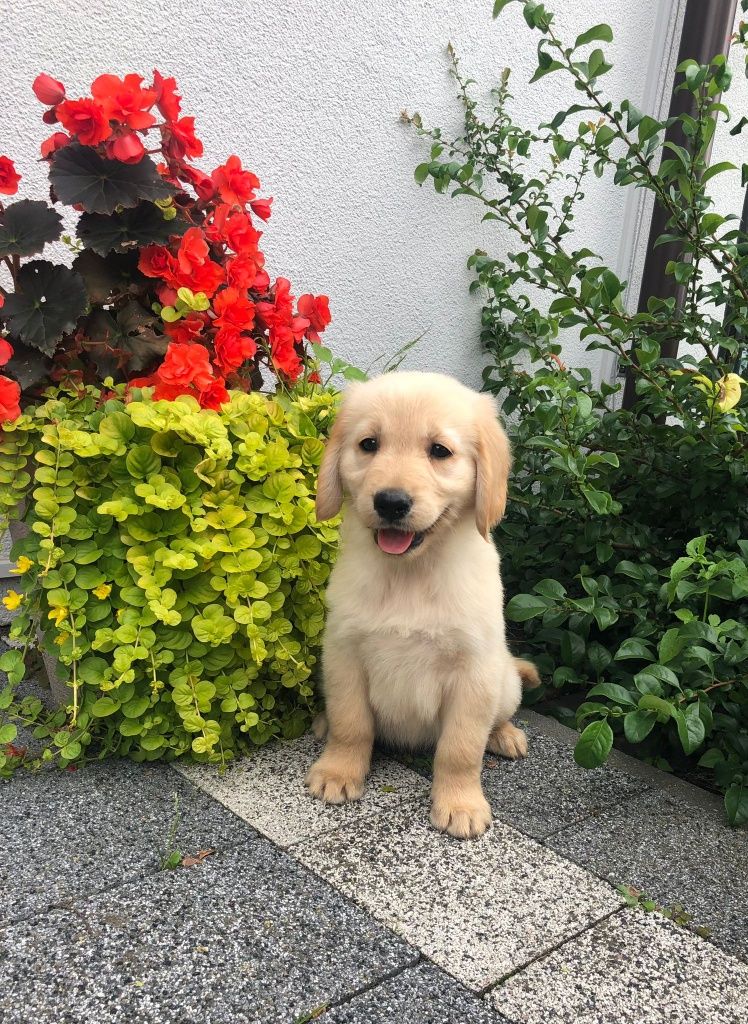 Golden Retriever,  szczenię, suczka !