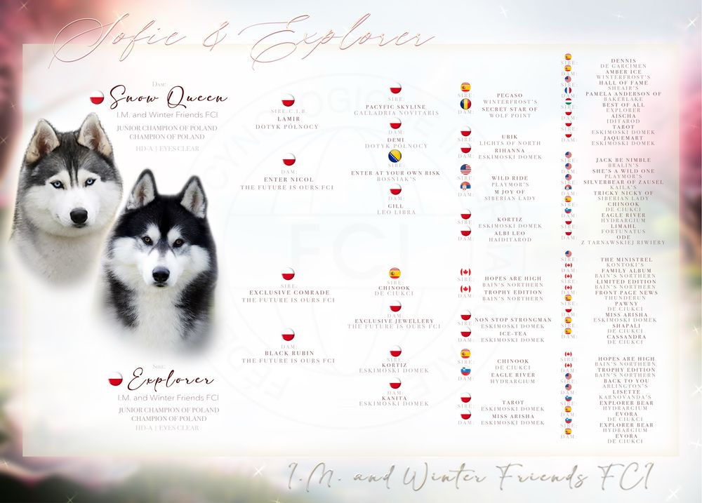 Niebieskooka przepiękna dziewczynka Siberian Husky FCI