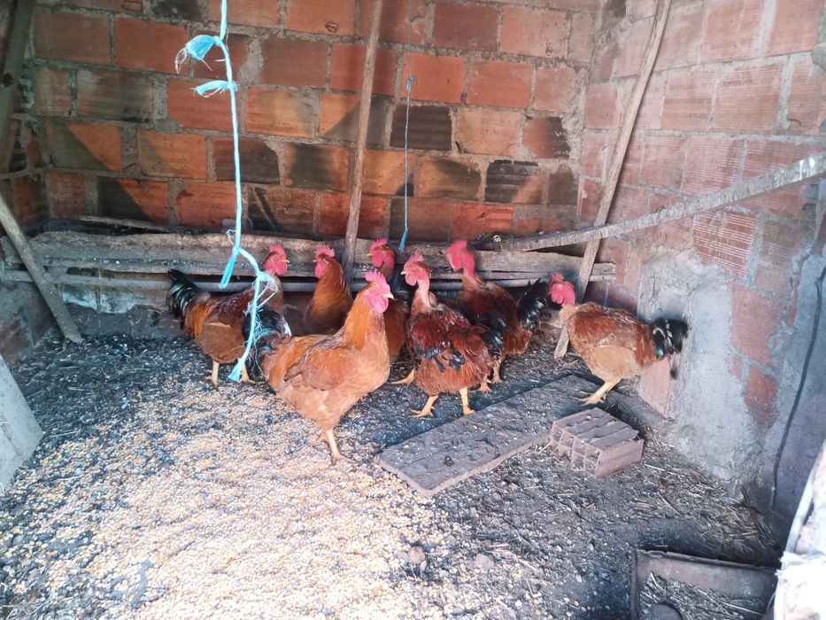 Galos caseiros com 1 ano