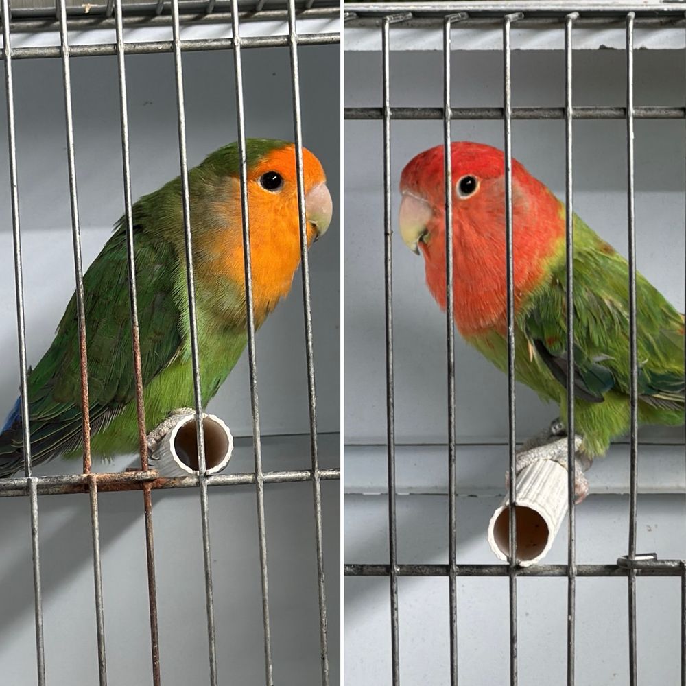 Casal agapornis portador de lutino