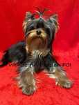 York yorkshire terrier FCI ZKwP