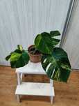 Monstera aurea grande