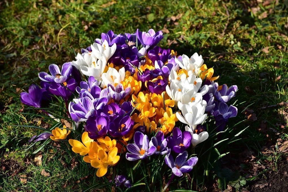 Cebulki KROKUSÓW 500 szt mix kolorów cebulek Kwiatów Krokusy Krokus XL