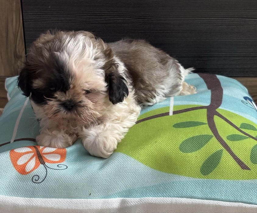 Shih Tzu  kochana przytulanka