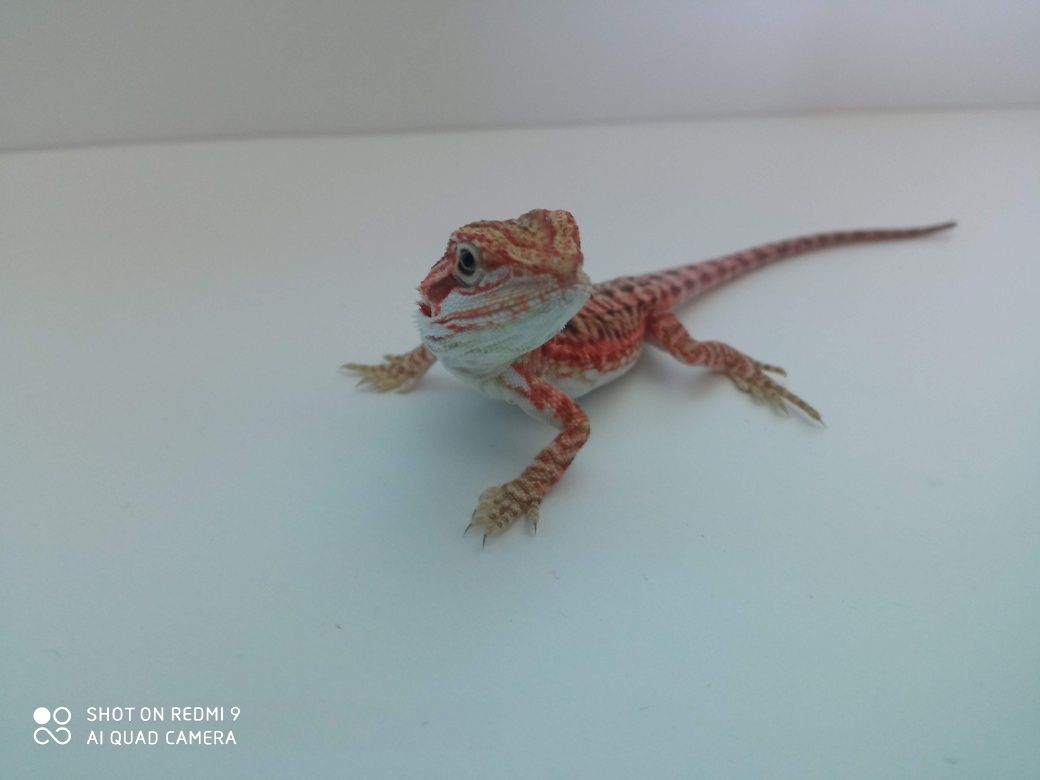 Agama brodata – młode 2-3 miesiące, hodowla domowa
