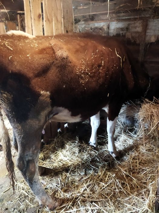 Продам семь коров.телят.доидьный аппарат