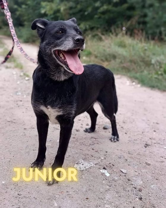 Uroczy 4latek Junior szuka domu!