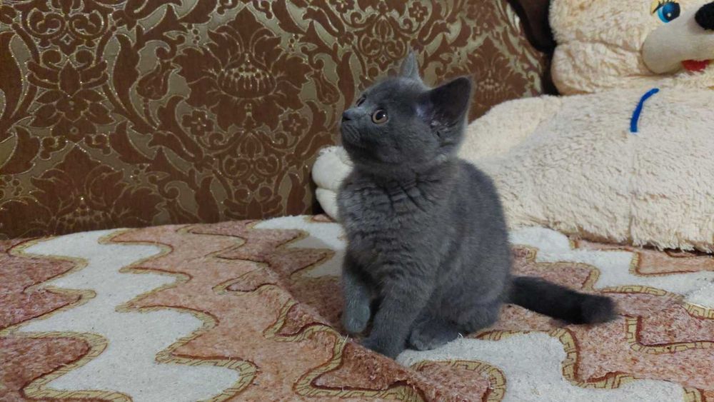 Шотландська прямовушка  дівчинка