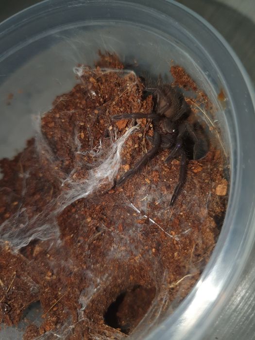 Chilobrachys natanicharum L5