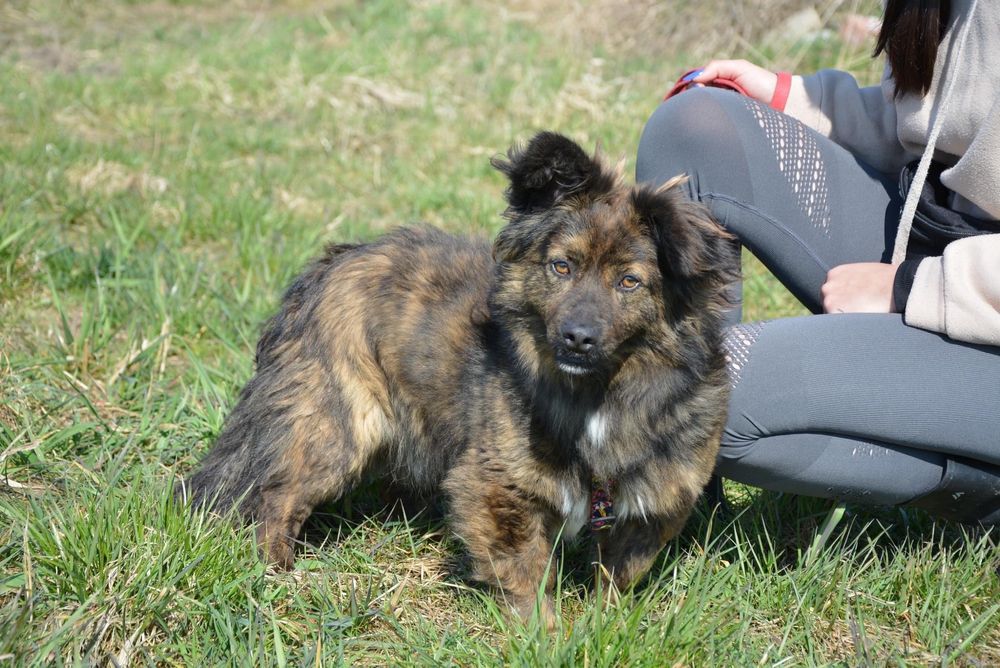 Regi szuka domu! Slodki pies, adopcja