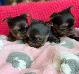 Yorkshire Terrier miniatura -FÊMEAS  h