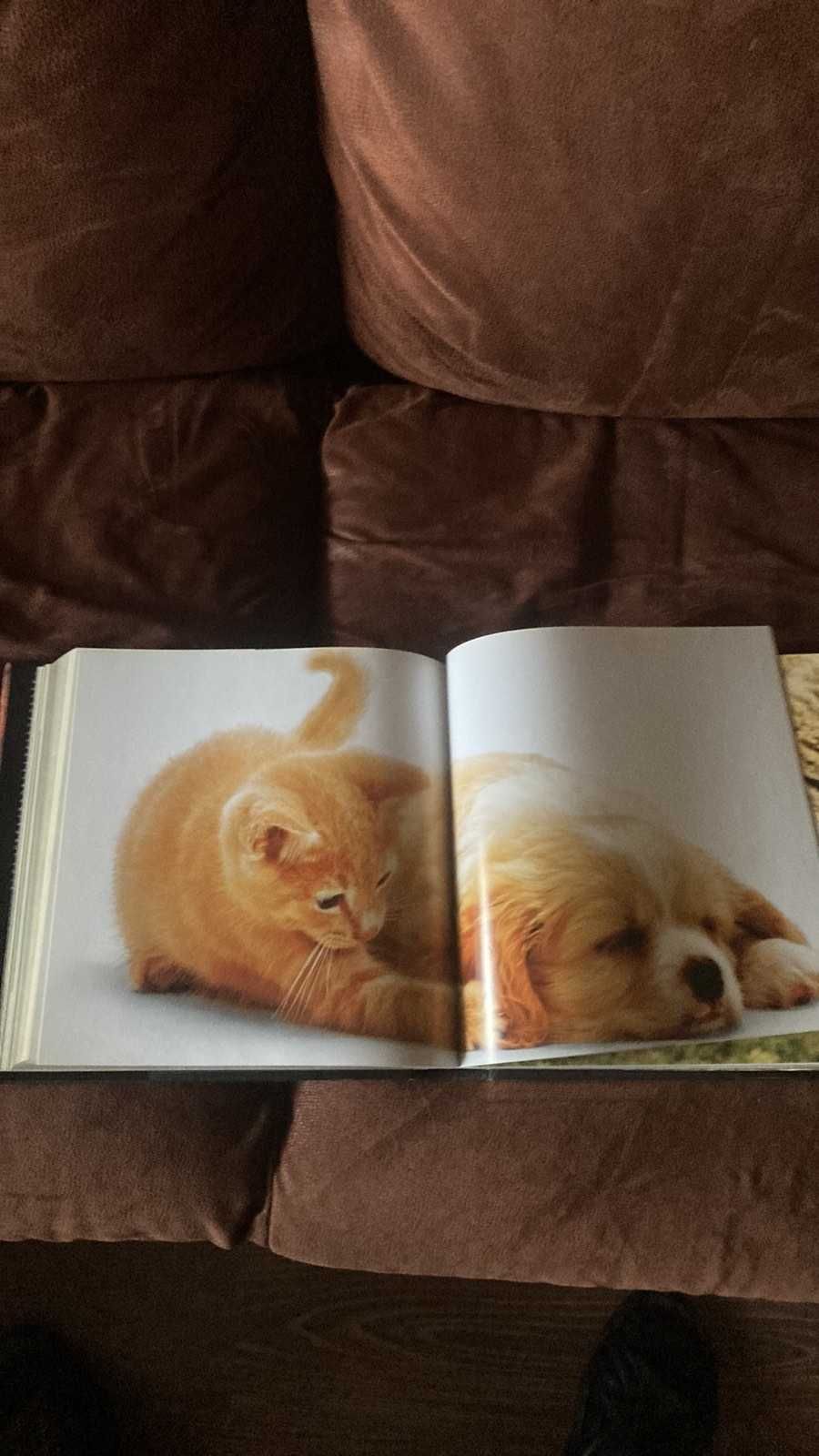 Книга Кошки. Самые лучшие фотографии. Громис Катерина Ди Трана.