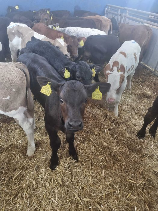 sprzedam cielaki Tomaszów Mazowiecki