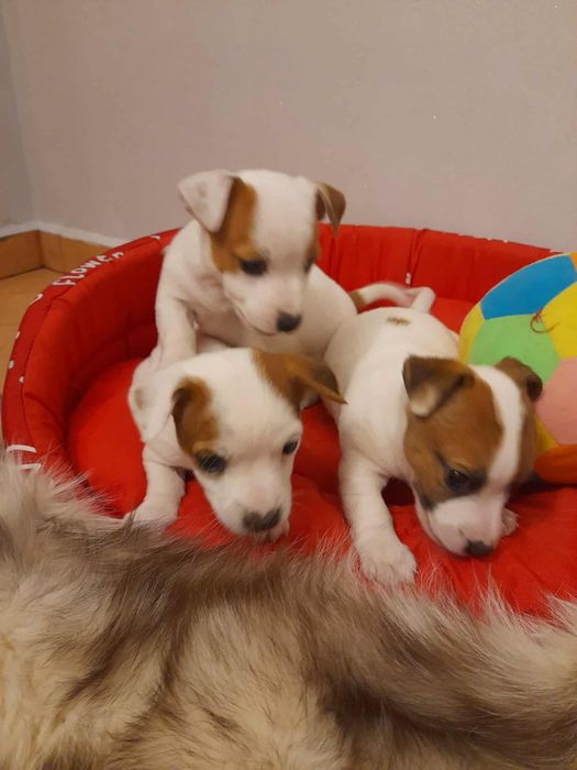 Szczeniak Jack Russell Terrier