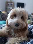 Uroczy COOKIE do adopcji