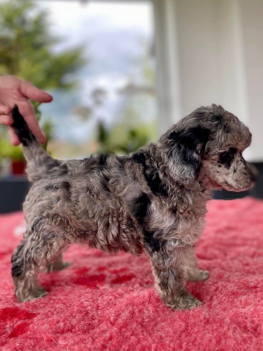 Caniche toy chocomerle