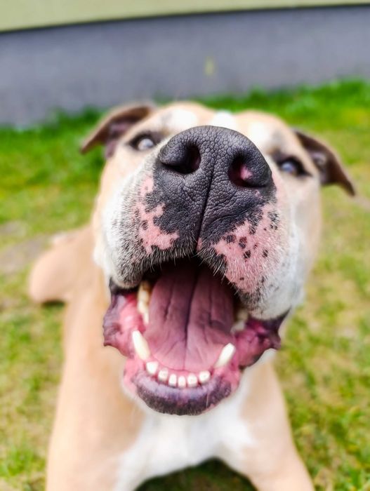 Oddam dużego psa może zamieszkać na podwórku