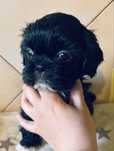 Dziewczynka rasy Shih-tzu cena aktualna do konca czerwca