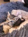 Gatinhos para adoção