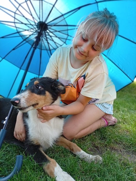 Owczarek szkocki collie