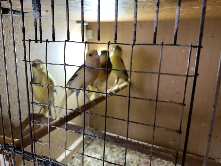 4 samce kanarki na śpiewie