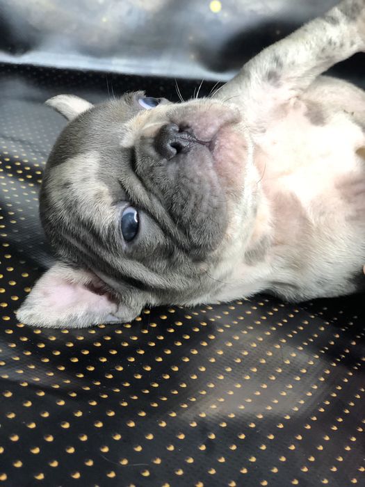 Елітні цуценята французького бульдога