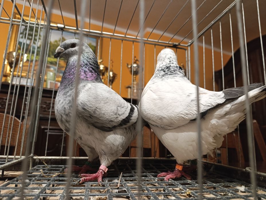 Giant Homery, wysyłam, gołębie ozdobne