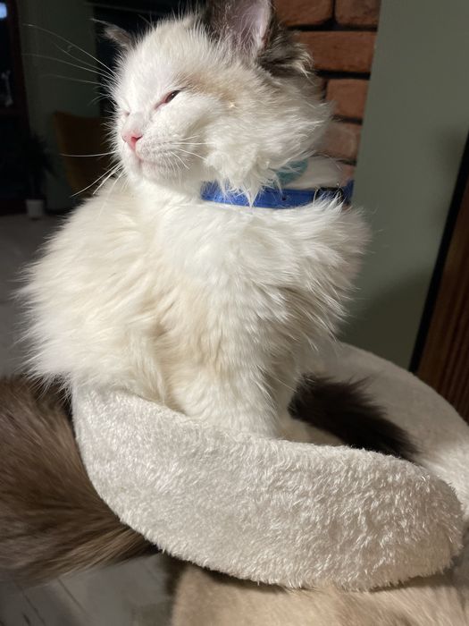 Przecudny kotek Ragdoll kotka gotowa do