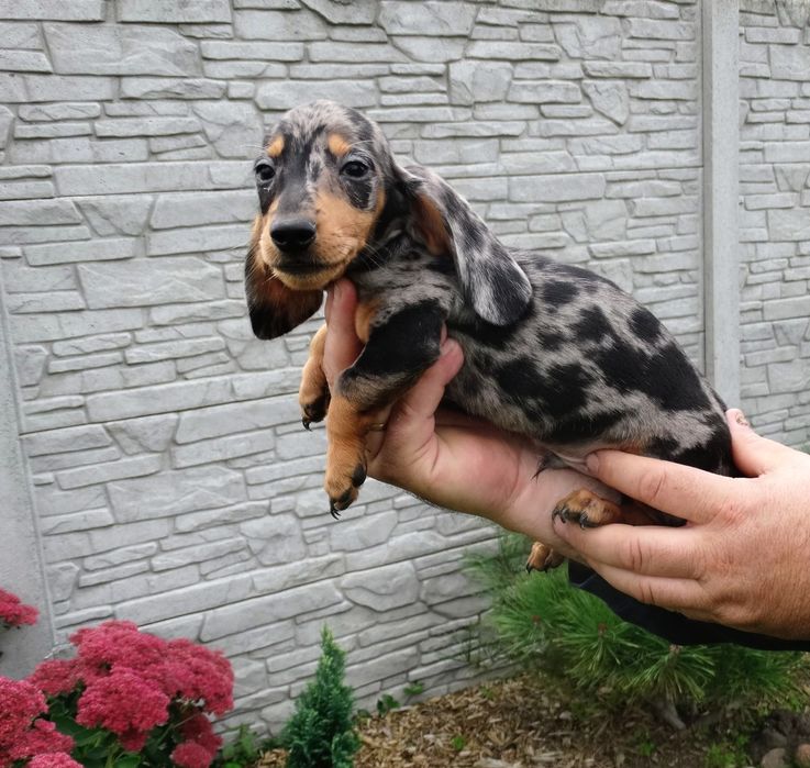 Jamnik miniatura krutkowłosa