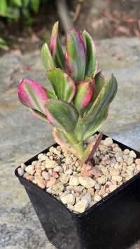 Crassula obliqua Tricolor