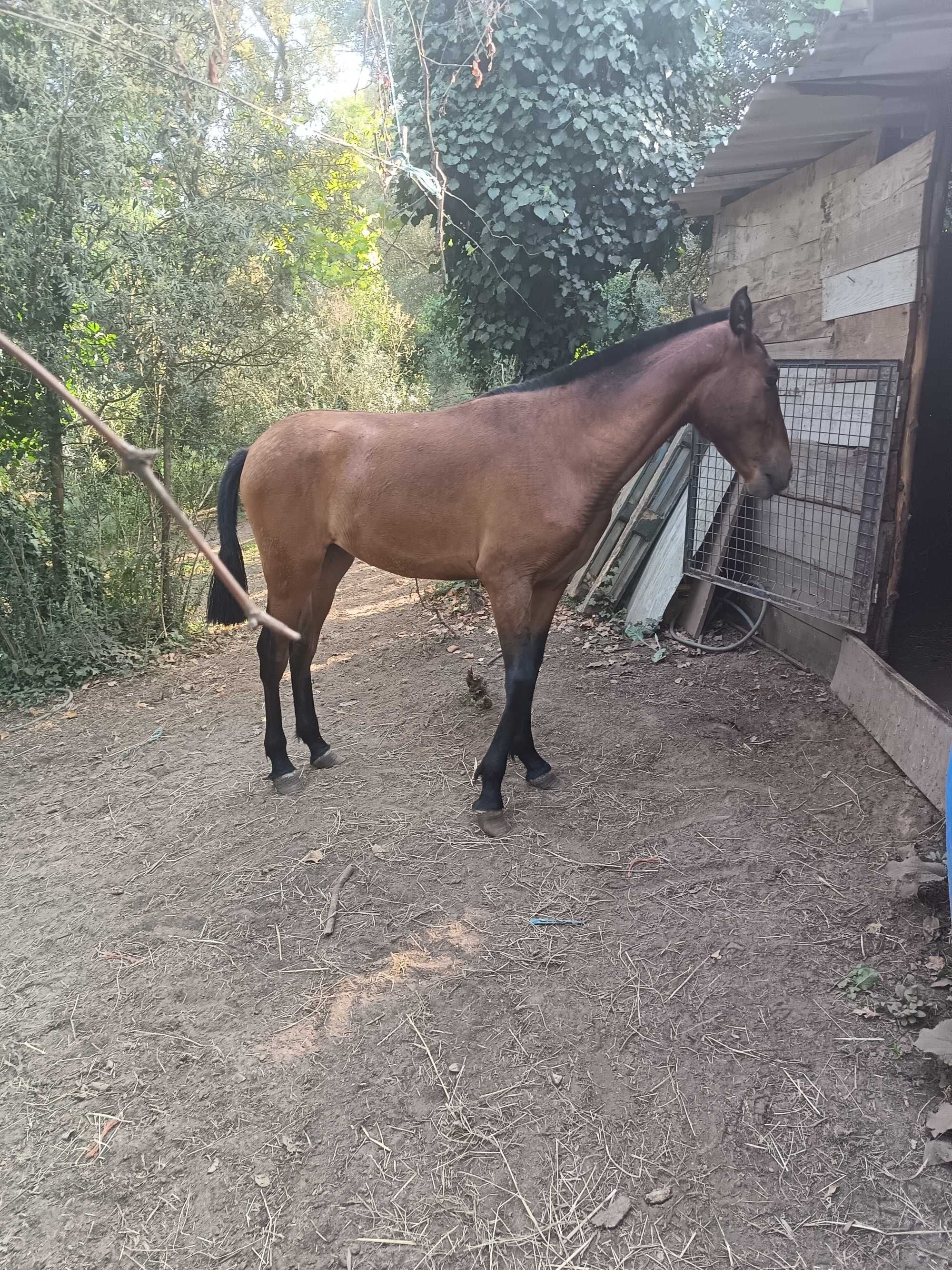 Vendo poldra PSL